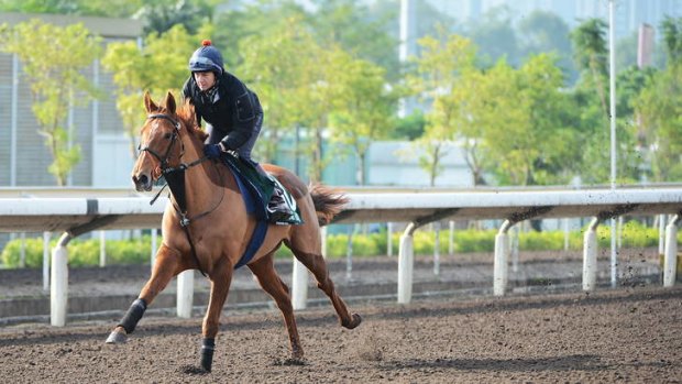 Reigning supreme: Dancing Rain, pictured in Hong Kong last year, went for big money at the Tattersalls Sales last week.  She is currently in foal to Frankel.