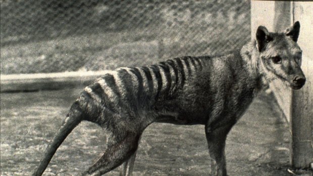 3OF3.6/3/97.M/AGE & S.M.H. THIS PICTURE WAS TAKEN IN HOBART IN 1936.IT SHOWS THE LAST TASMANIAN TIGER (THYLACINE),A FEMALE ABOUT 12 YEARS OLD,IT DIED ON THE 7/9/36,THE SAME YEAR THE THYLACINE WAS GAZETTED AS A TOTALLY PROTECTED SPECIES.PIC FROM THE TAS. MUSEUM AND ART GALLERY COLLECTION.
