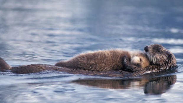 Adorable: sea otters.