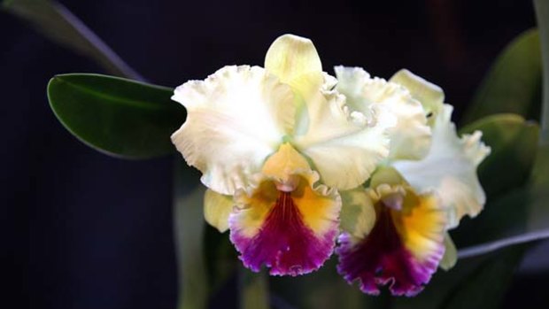 Conservation bid ... a Blc Goldenzelle taida orchid.