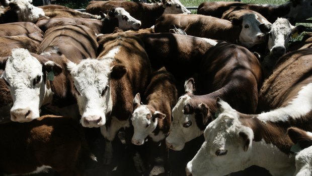 Big changes are coming to the cattle industry.