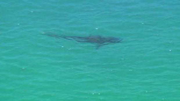 The shark spotted near Cottesloe beach this morning.