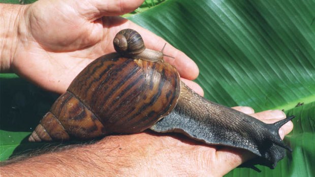 A giant African land snail, like this one, was found in Brisbane. This snail dwarfs a common garden snail at the Australian Museum, in the hands of museum expert Phil Colman.