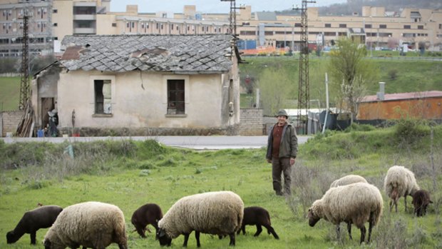 Shepherd Domenico Capannolo watches his sheep as they graze near the hospital in the devastated town of L'Aquila.