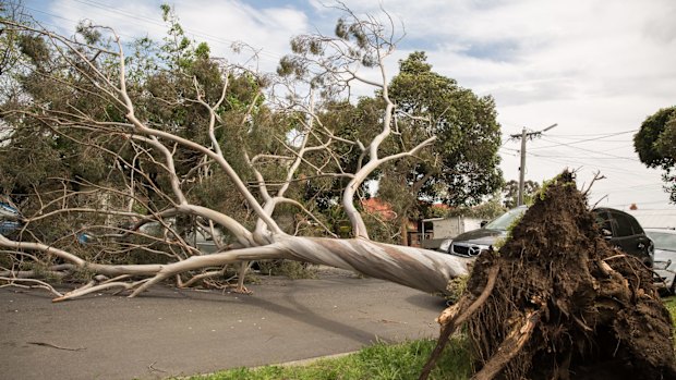  A tree blocked Rossmoyne Street, Thornbury. 