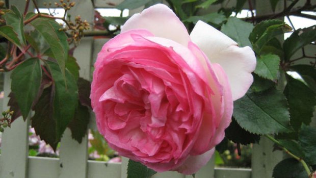 Back to cool ... varieties such as Pierre de Ronsard save their best for autumn.