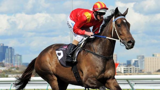 Typhoon Tracy will resume in the Australia Stakes on January 28.