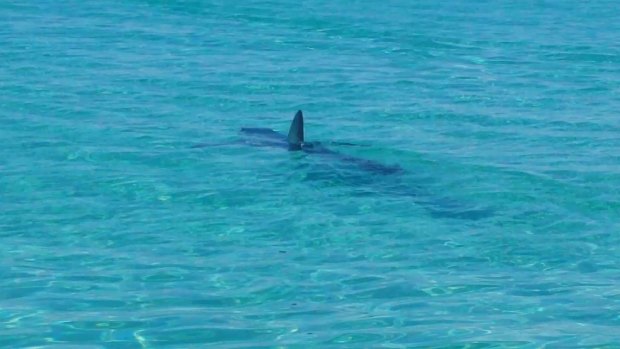 A shark spotted in Dunsborough earlier this year