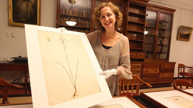 Yes or no? Curator Louise Anemaat with a drawing of a purple donkey orchid, one of the pictures caught up in the artist identity mystery.