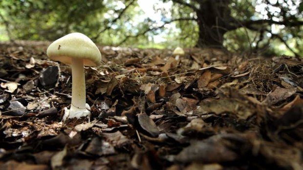 A death cap mushroom growing under a oak tree in Griffith.