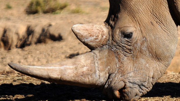 Rhino horn is often powdered and sold as a cure for anything from a cold, to cancer, to improving sexual performance, in countries including Vietnam and China.