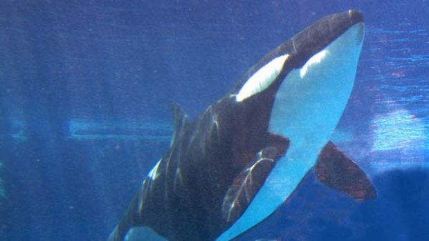 A killer whale and her calf in a file picture.