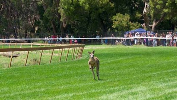 Skippy approaches the finish line.