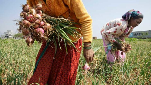 Workers harvest onions near Chandwad, Maharashtra.