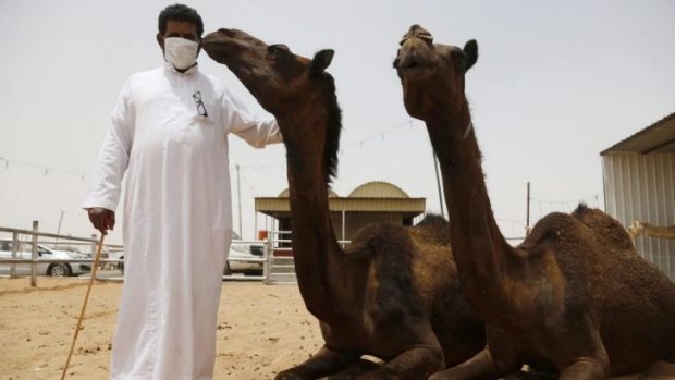 Saudi's best friend ... A man wearing a mask poses with camels at a market in the village of al-Thamama near Riyadh. The Saudi authorities are warning people to wear gloves and masks to reduce the risk of catching MERS.