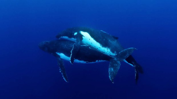Melbourne photographer Jason Edwards was near Tonga when he captured this tender moment, the first ever image of humpback whales mating.