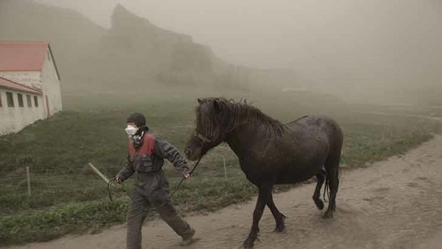 Local residents affected ... Anna Hardadottir, a farmer of Horgsland, leads a horse, through the ash pouring out of the erupting Grimsvotn volcano.