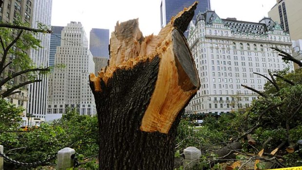 Destroyed ... as many as 1000 trees might be lost in Central Park.