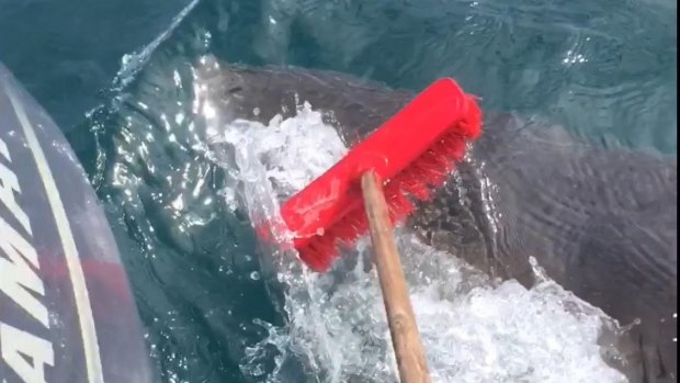 Dan Hoey used a garden broom to fend off the shark.