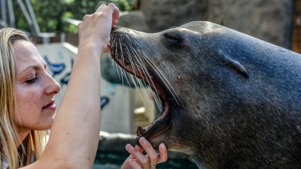 Sea lion keeper Angela Mikulecky checks seals' and sea lions' teeth regularly.