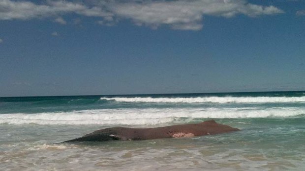 A whale carcass washed up on North Stradbroke Island.
