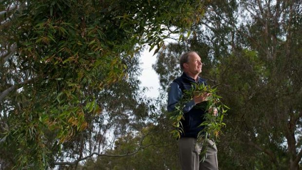 "If you had five hundred eucalypt trees growing over a gold deposit, they would only have enough gold in there to make a wedding ring": Dr Mel Lintern, CSIRO Geochemist.