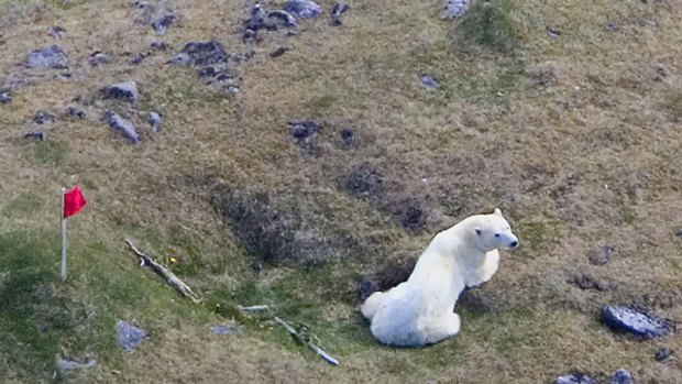 A long way from home, the polar bear sits in a field in Iceland.
