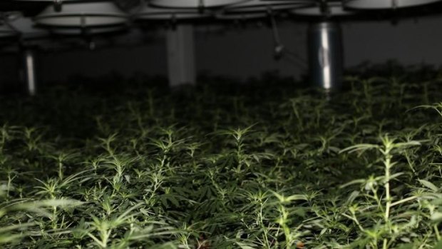 Cannabis plants worth $3 million were seized.