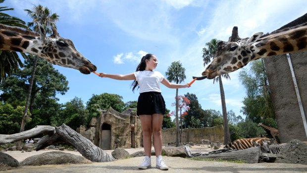 Stephanie Damiano feeds the giraffes at Melbourne Zoo.