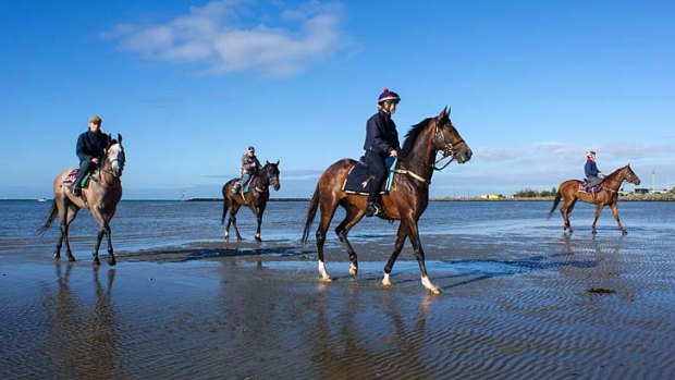 Spring stars (from left): Divine Calling, Fiorente, It's A Dundeel and The Great Snowman at Altona Beach on Tuesday.
