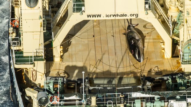 Japan's giant abattoir ship Nisshin Maru with a harpooned minke whale on the deck in January.