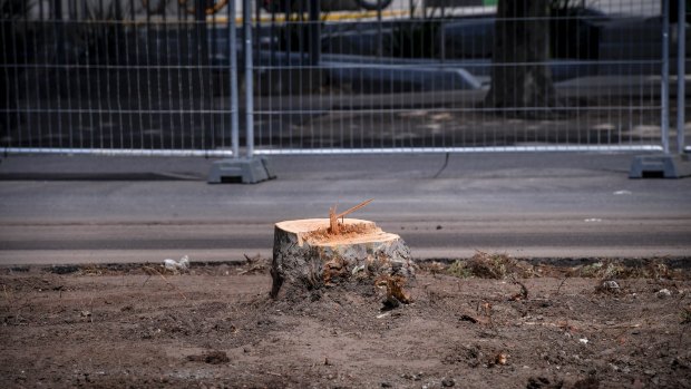 Stump of a plane tree felled on Hoddle Street,  Collingwood, on Sunday. 