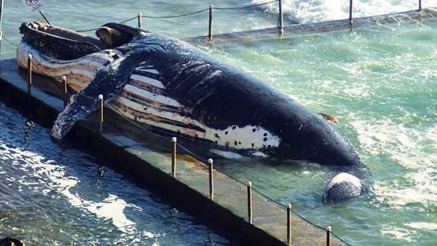 A big problem ... the carcass of the whale in the ocean pool at Newport Beach.