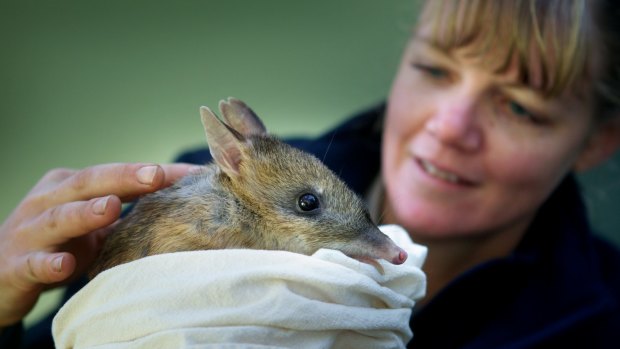 Melbourne Zoo's endangered Eastern Barred Bandicoots enclosure will be upgraded.
