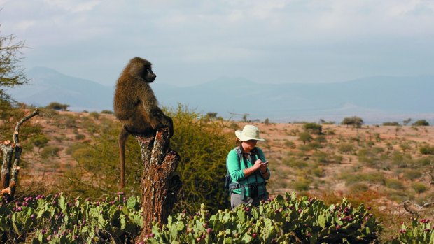 Post-doctoral researcher Ella Roberts collecting behavioural observation data on an adult male baboon.