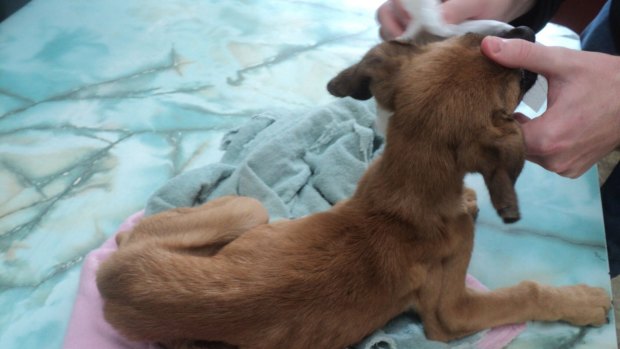 The RSPCA is still looking for the person responsible for dumping this puppy. 