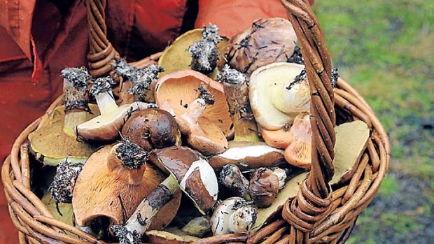 Basket to plate ... wild fungi plucked from the forest.