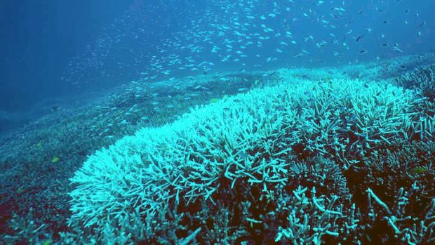 Research has found that 50 per cent of the reef's coral cover has been lost in the past 27 years.