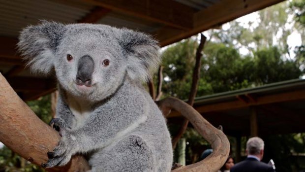 Listed as vulnerable to extinction ... Australia's iconic koalas.
