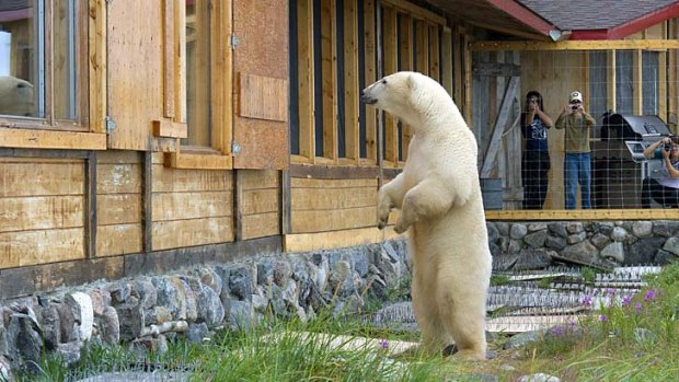 Polar bears are curious about human activities and cooking smells.