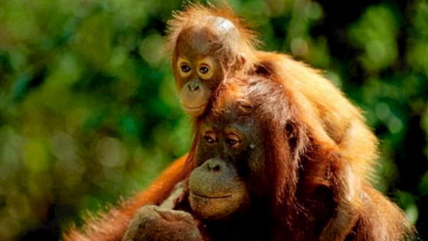 Orangutans are some of the likely beneficiaries of the use of surveillance drones.