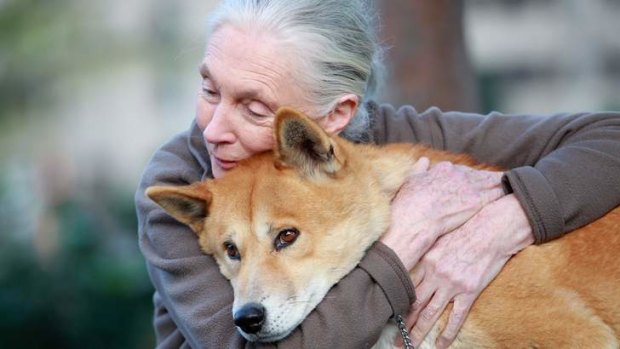 Dr Jane Goodall meets an endangered dingo at The Melbourne Museum.