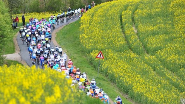 Golden pastures &#8230; the pack rides though the countryside in Horsens, Denmark, on Monday during the third stage of the Giro d'Italia, won by Australian Matt Goss of Orica-GreenEDGE.
