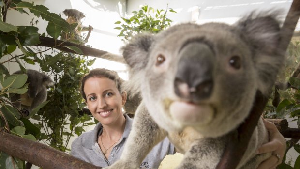 Ms Schultz has dedicated her time to making sure south-east Queensland koala's genetic diversity continues.
