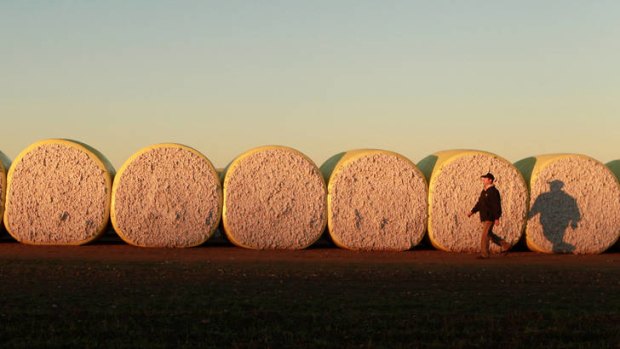 One-man job ... P.J. Gileppa from Auscott, near Wee Waa, inspects this year's record yield, packed into wrapped bundles known as round modules, a new labour-saving, high-tech technique.