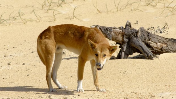 A dingo on Fraser Island, Queensland.
