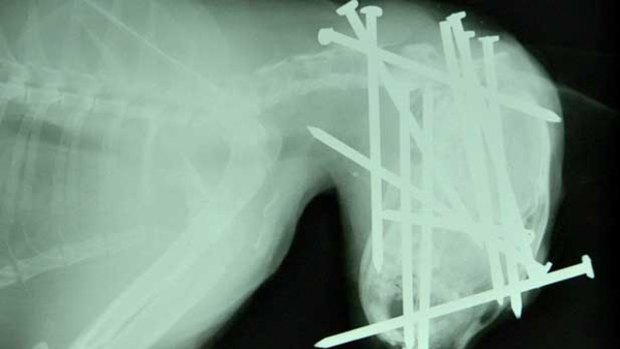 'Sickening' ... an X-ray of a cat killed in a nail attack in Christchurch.