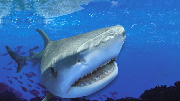 Tiger sharks are listed among the most aggressive sharks towards humans.