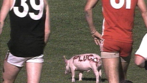 Pig on the field at SCG during AFL game in 1993