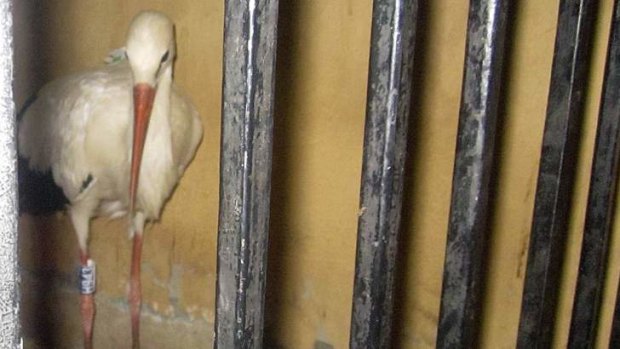 A migrating stork was held in an Egyptian police station after a man suspected it of being a spy and brought it to the authorities.